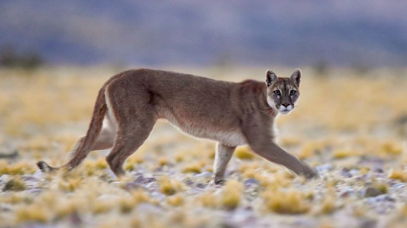 Puma