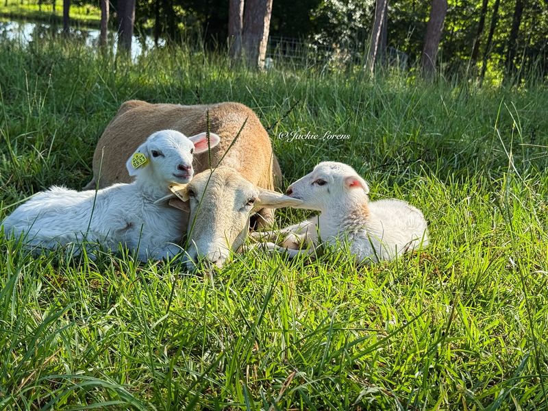 Lamb