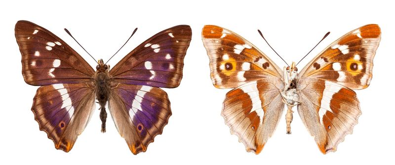 Butterflies and Moths