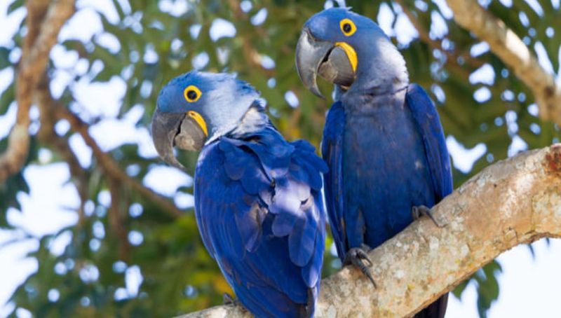 Macaw (Hyacinth or Blue and Gold)