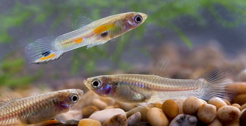Guppies: Small Fish, Big Personality