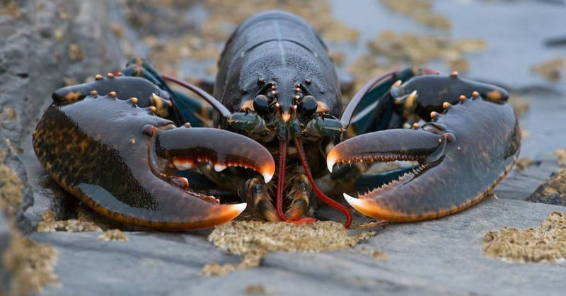 Lobster