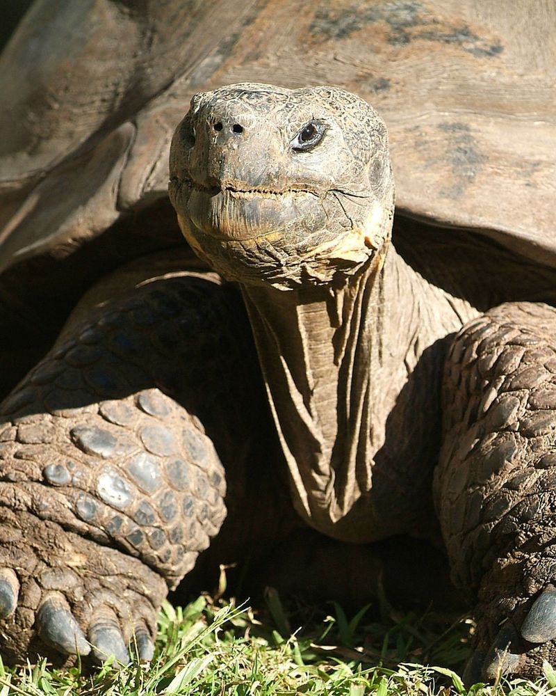 Harriet the Tortoise