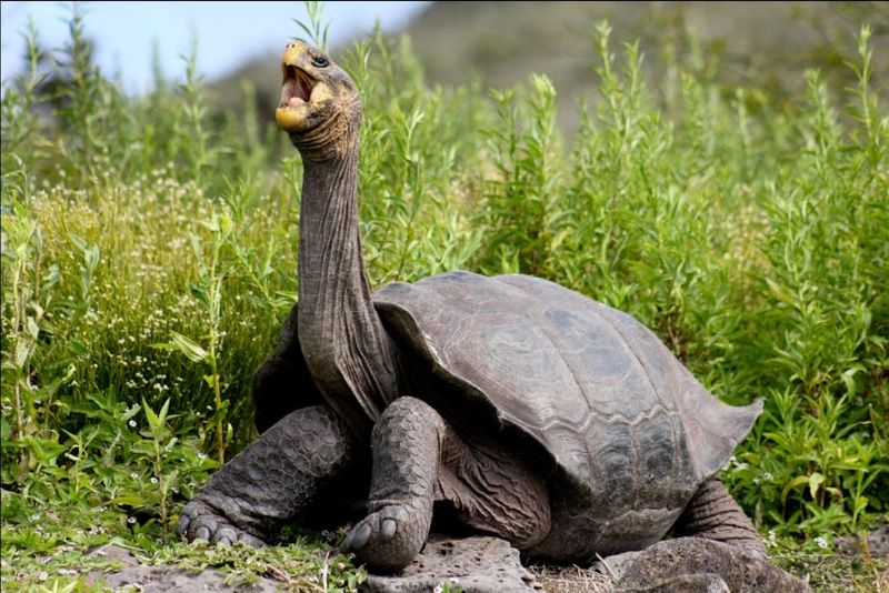 Giant Tortoise