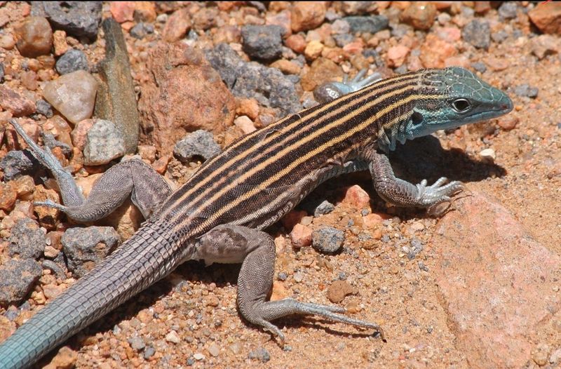 New Mexico Whiptail Lizard
