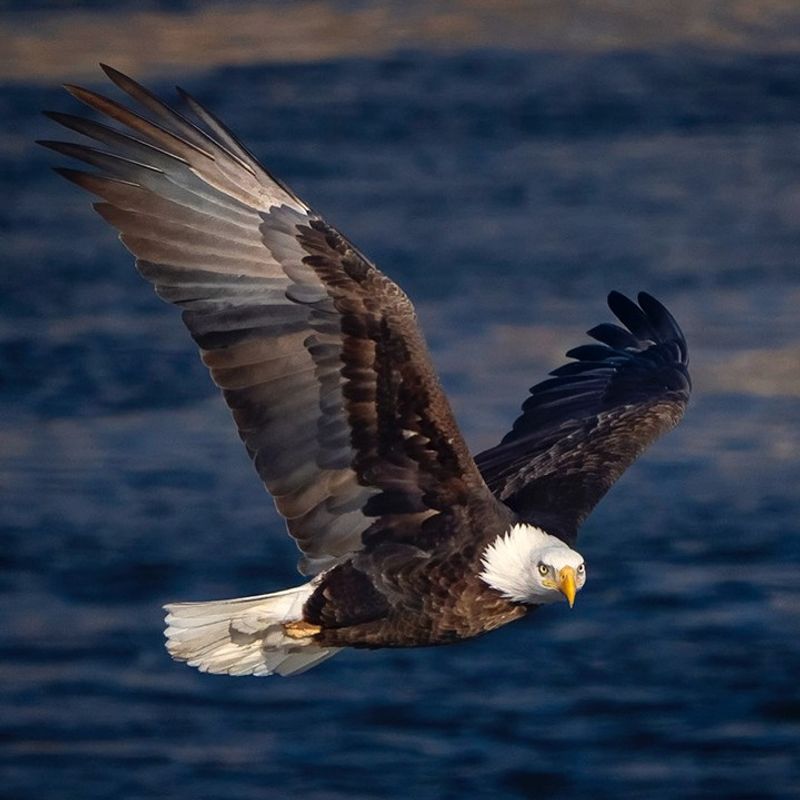 Bald Eagle