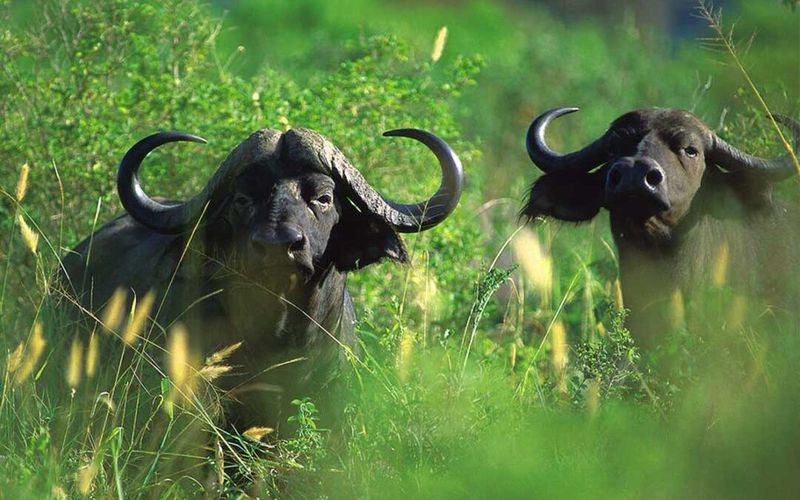 Cape Buffalo