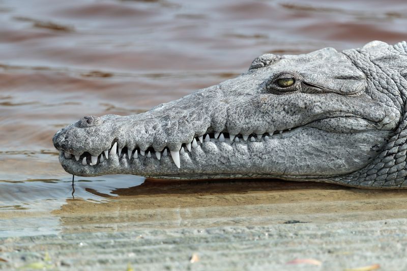 Crocodile