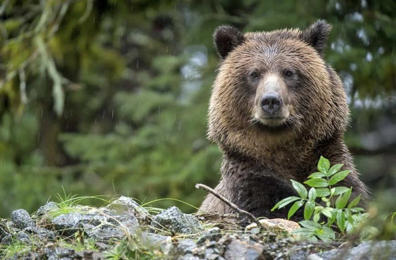 Grizzly Bears