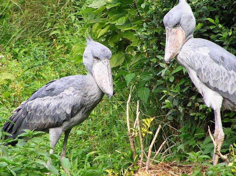 Shoebill Stork