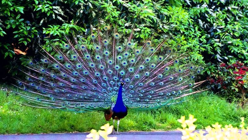 Peacock