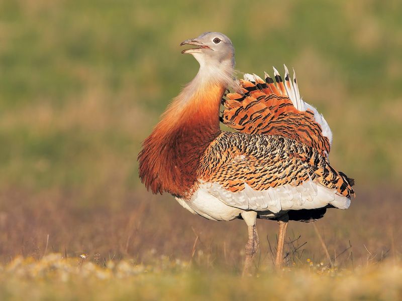 Great Bustard