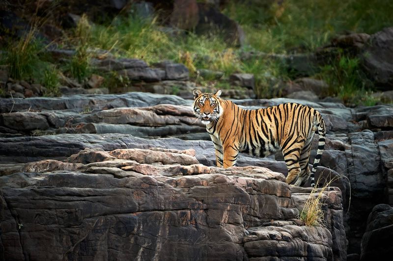Tigers of Ranthambore, India