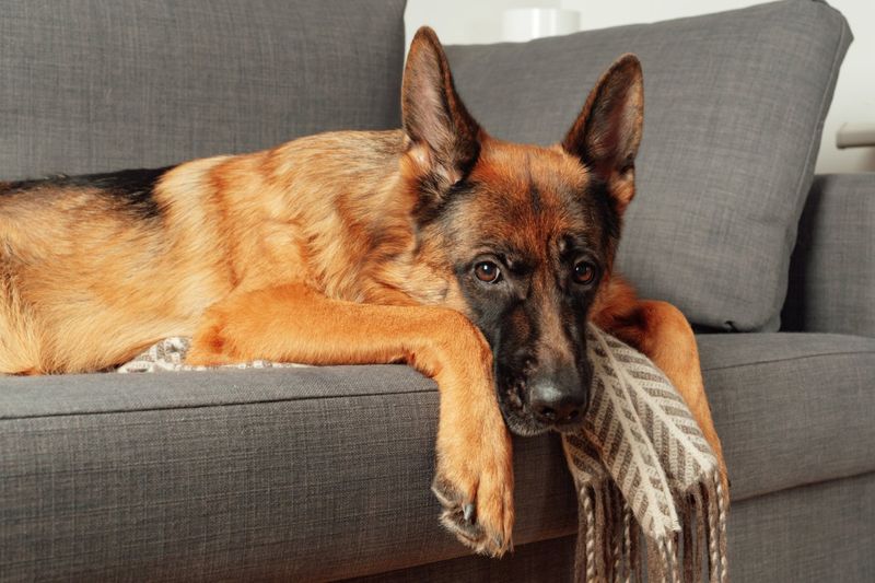German Shepherd
