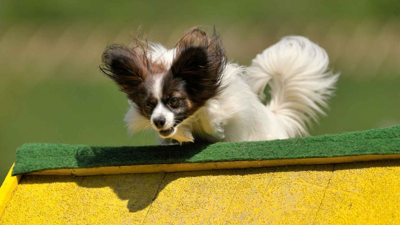 Papillon