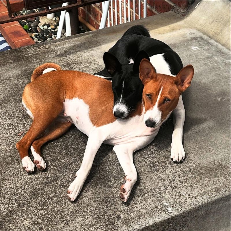 Basenji