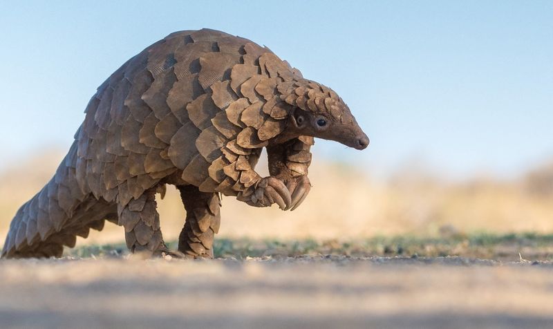 Elusive Creatures