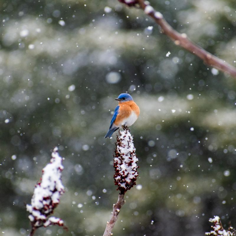 Eastern Bluebird