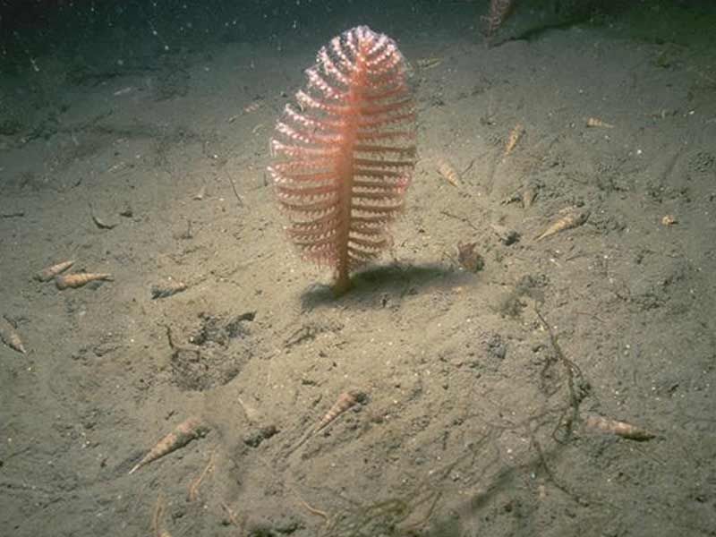 Sea Pen