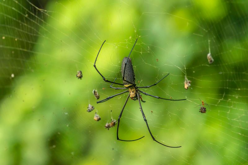 Orb Weaver of the Jungle