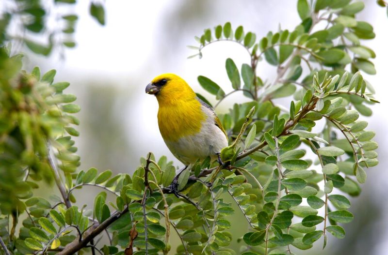 Palila