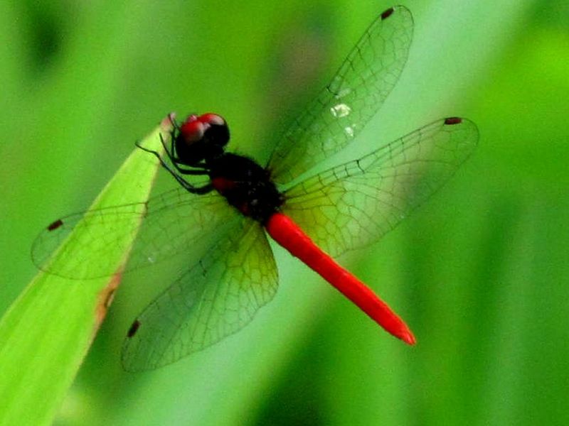 Scarlet Dwarf Dragonfly