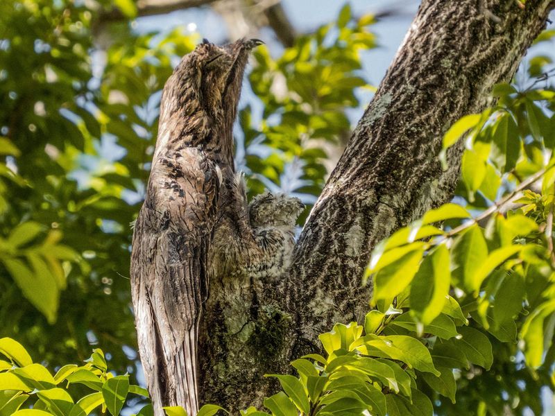 Common Potoo