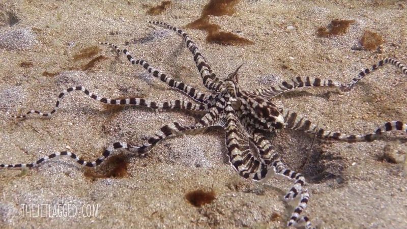 Mimic Octopus
