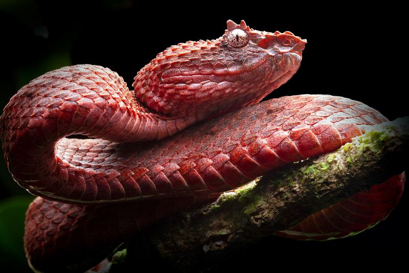 Viper