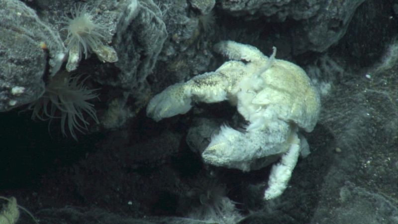 Yeti Crab