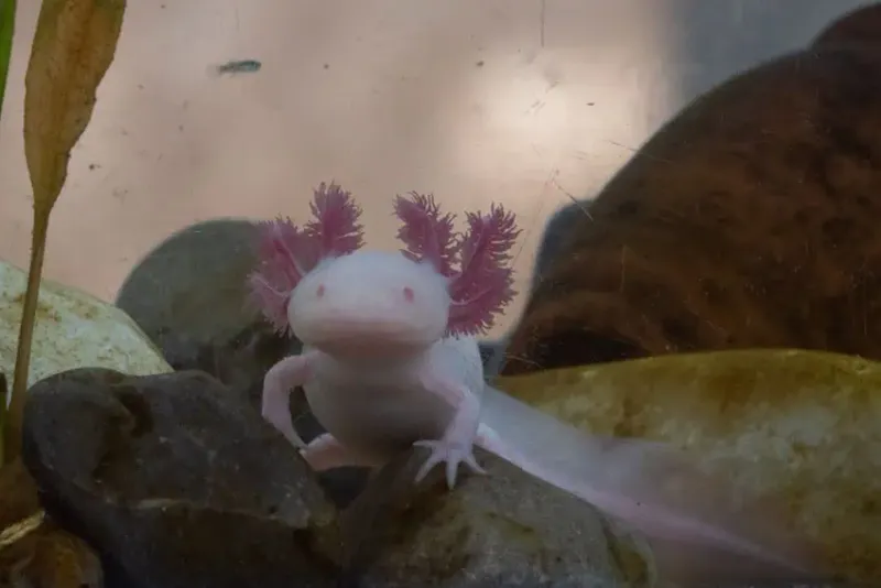 Axolotl