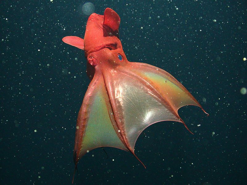 Vampire Squid