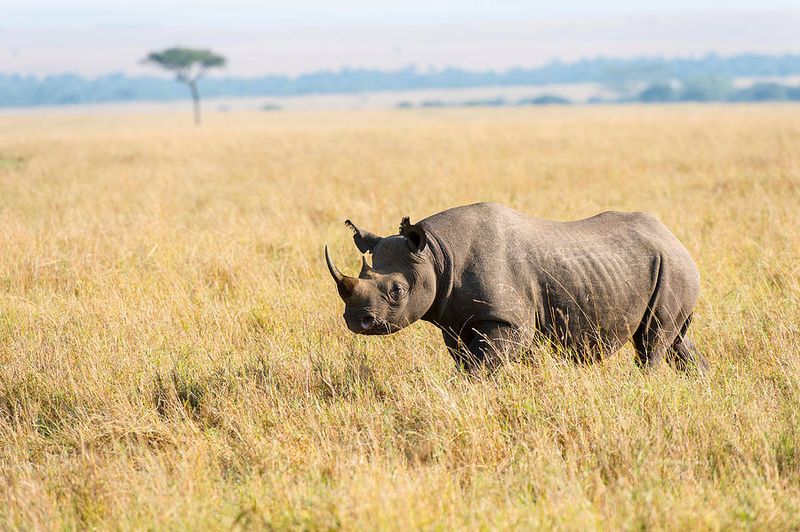 Black Rhino