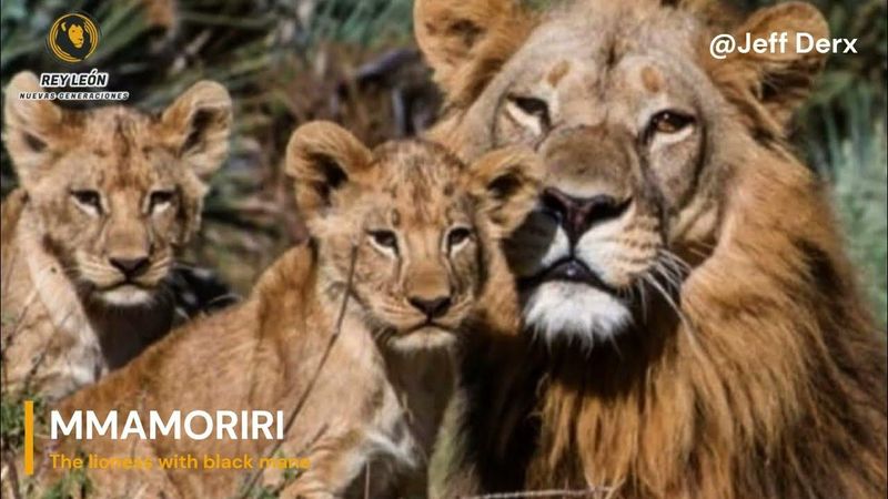Mmamoriri, the Maned Lioness