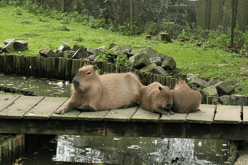 Social Creatures