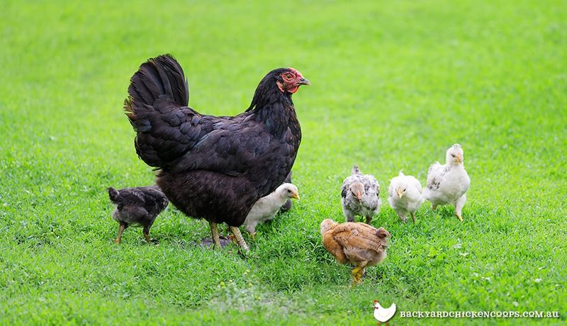 Australorp
