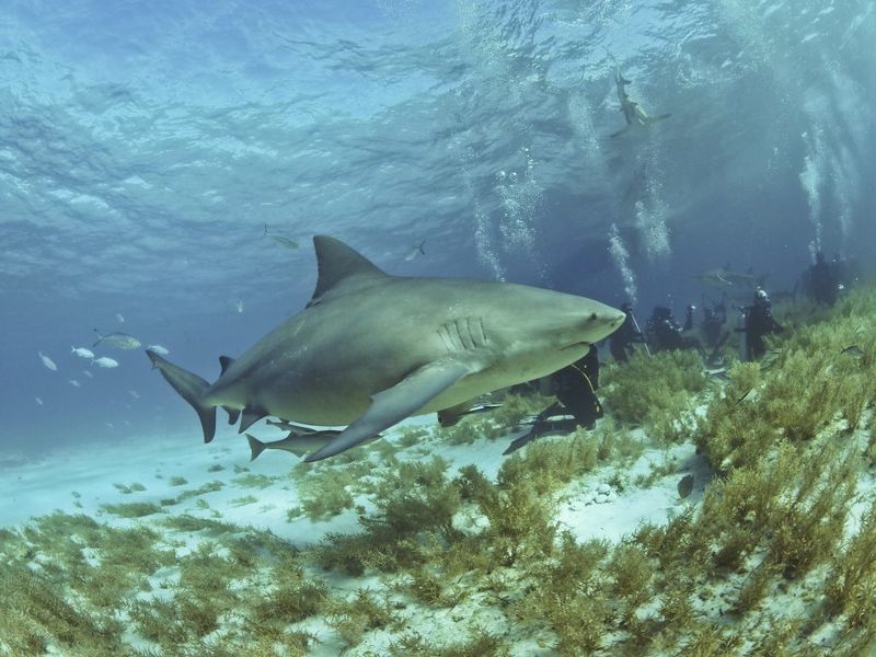 Bull Shark's Freshwater Adaptation