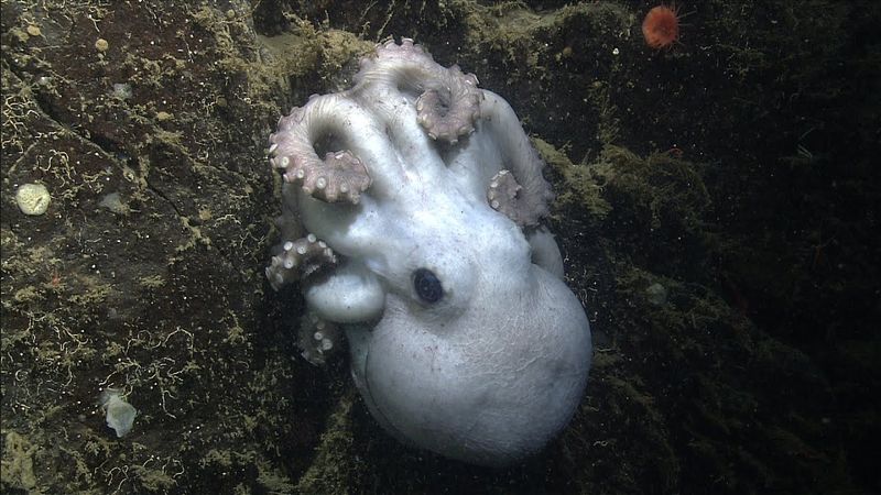 Octopus Mothers