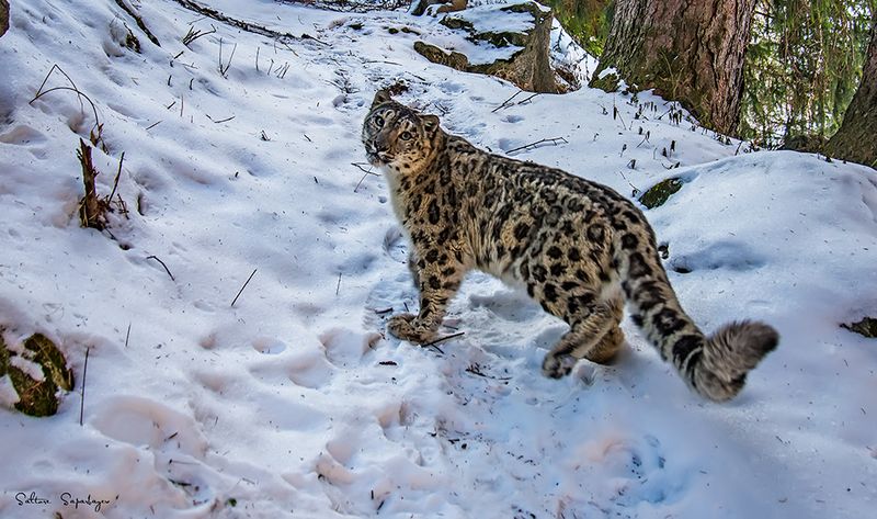 Snow Leopard