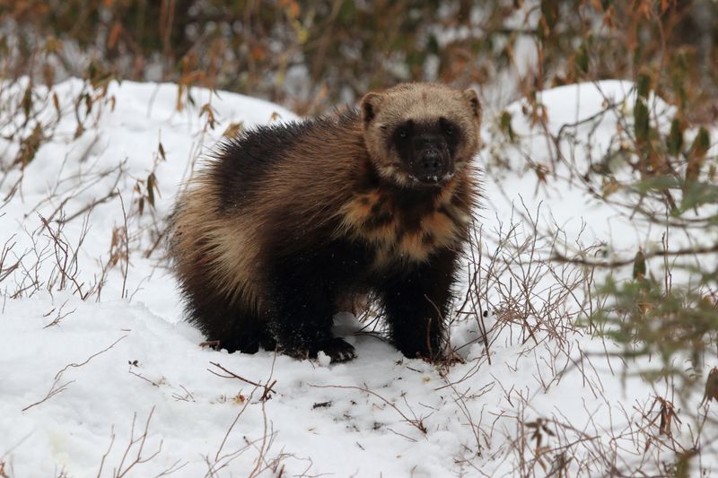 Wolverine