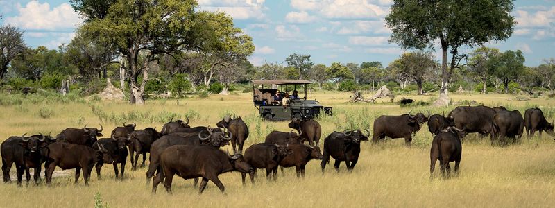 Buffalo