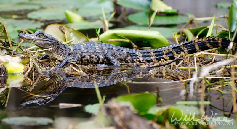Alligator Hatchling