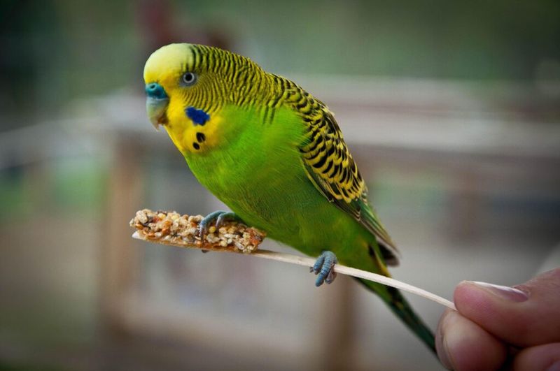 Budgerigar (Budgie)