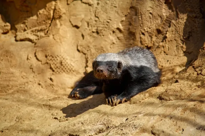 Honey Badger