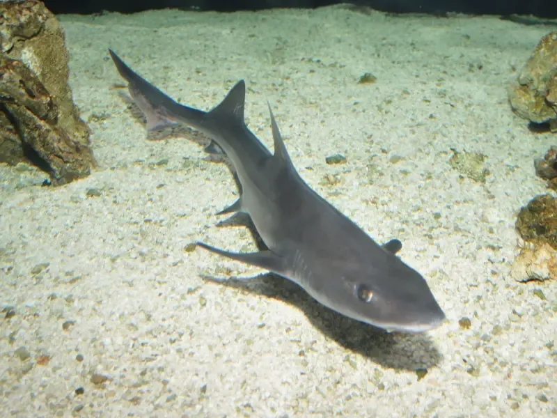 Smoothhound Sharks