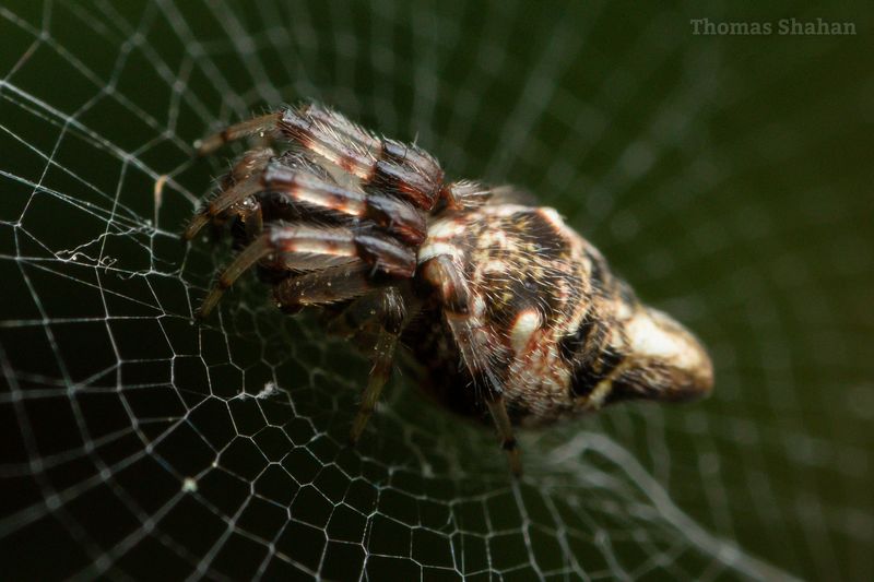 Cyclosa Turbinata