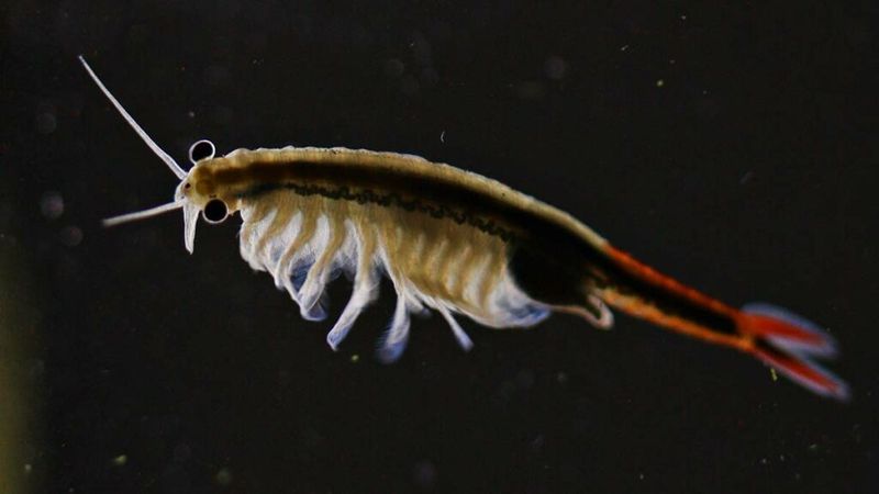 Tiny Crustaceans