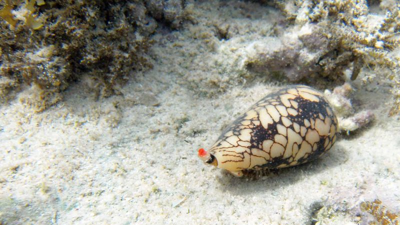 Evolutionary Adaptations