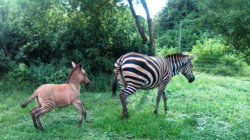 Zonkey