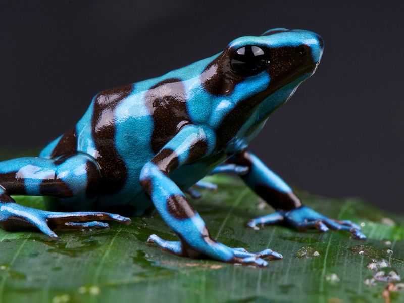 Poison Dart Frog